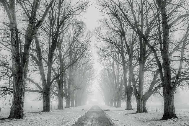 雪 树木 大街 - 上的免费照片