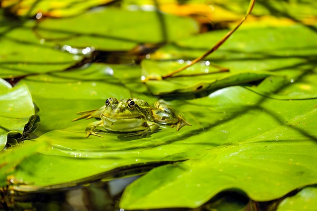 青蛙 池塘 两栖类 - 上的免费照片