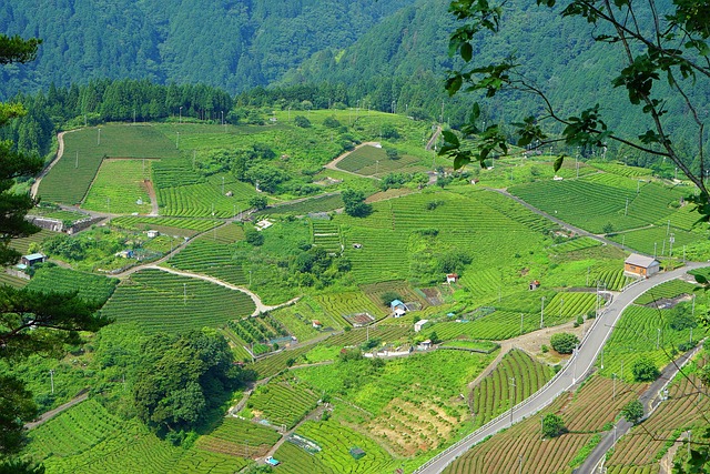 日本 自治州侧 绿色 - 上的免费照片