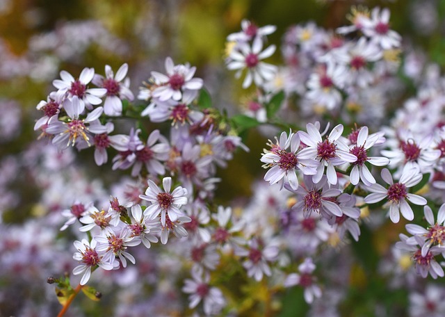 面纱紫菀 交菌 Aster Cordifolius - 上的免费照片