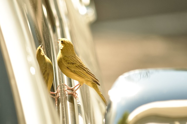 金丝雀 Sicalis 卡 - 上的免费照片