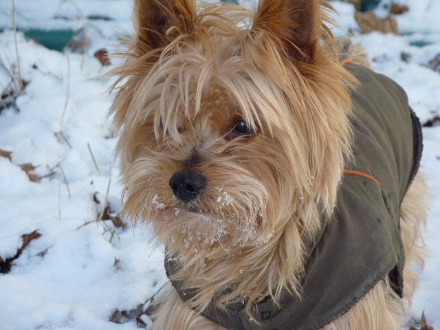 狗 小的 犬 - 上的免费照片