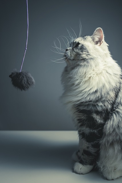 猫 波斯品种 黑灰猫 - 上的免费照片