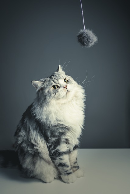 猫 波斯品种 黑灰猫 - 上的免费照片