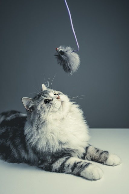 猫 波斯品种 黑灰猫 - 上的免费照片
