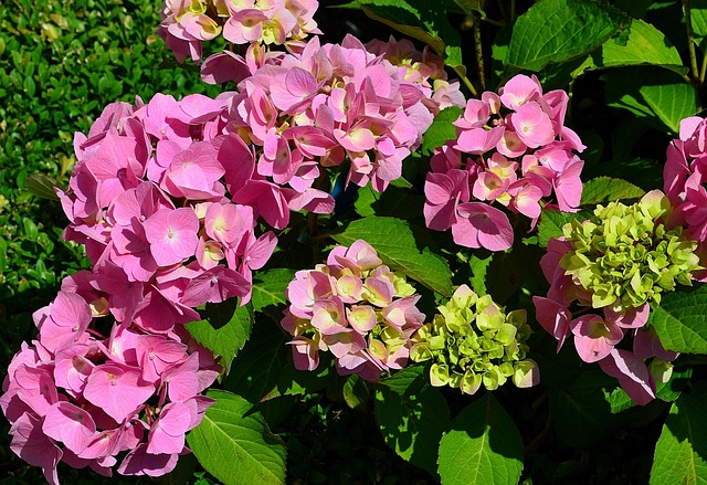 绣球花 花园花 八仙花灌木 - 上的免费照片