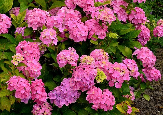 绣球花 花园花 八仙花灌木 - 上的免费照片