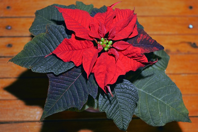 圣诞节 花 Cr?ciuni?? - 上的免费照片