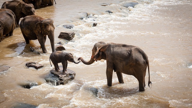 大象 家庭组 河 - 上的免费照片