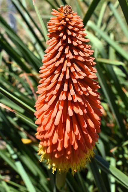 Kniphofia花 植物群 自然 - 上的免费照片
