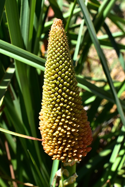 Kniphofia 花 自然 - 上的免费照片