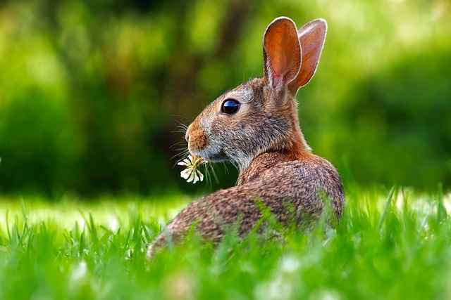 兔子 野兔 草 - 上的免费照片