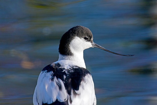 Avocets 涉水鸟 北海 - 上的免费照片