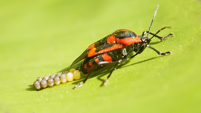Bug 昆虫 红虫 - 上的免费照片