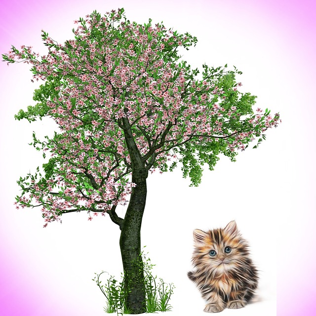 猫 动物 猫科动物 - 上的免费图片