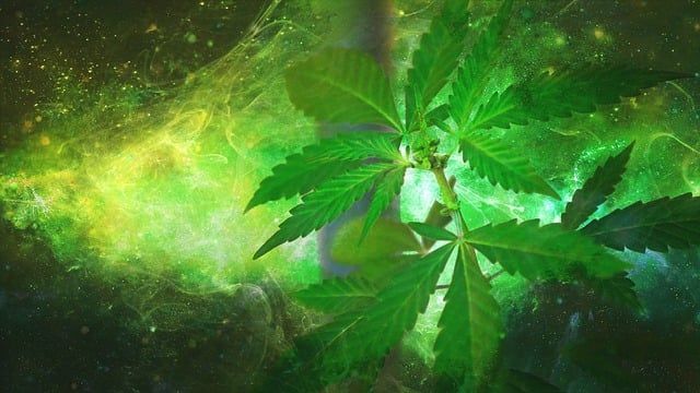 大麻 杂草 麻 - 上的免费图片