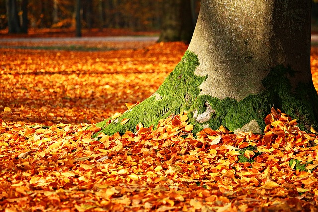 秋天 树叶 树 - 上的免费照片