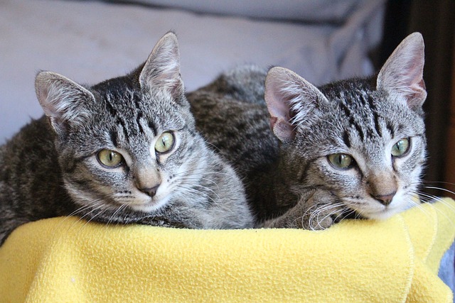 猫 动物 眼睛 - 上的免费照片