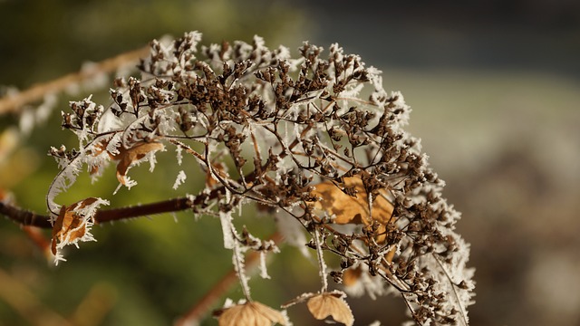 花 霍滕西亚 绣球花 - 上的免费照片