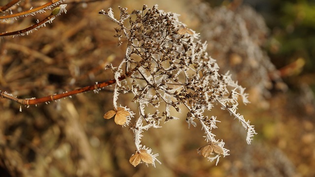 花 霍滕西亚 绣球花 - 上的免费照片
