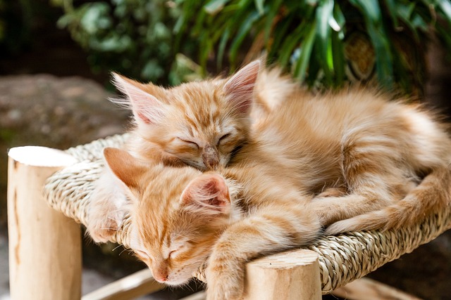 小猫 宠物 睡眠 - 上的免费照片