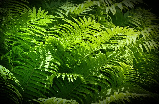 蕨类植物 绿色的东西 阳光 - 上的免费照片
