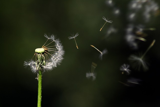 蒲公英 漂浮的 花 - 上的免费照片