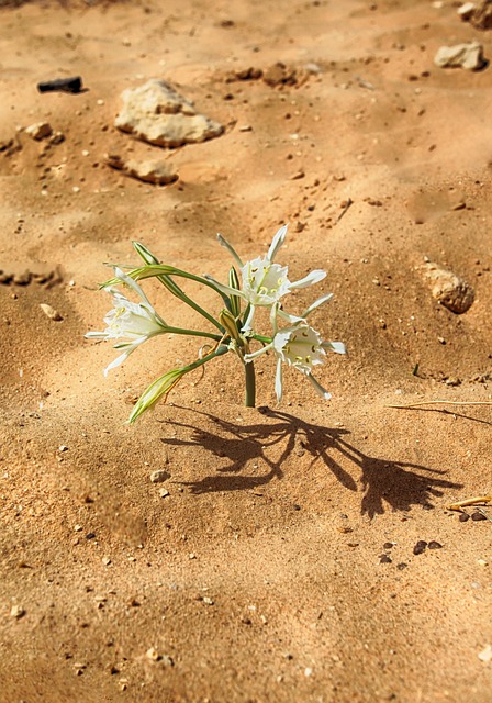 死海 提姆纳 红色的 - 上的免费照片