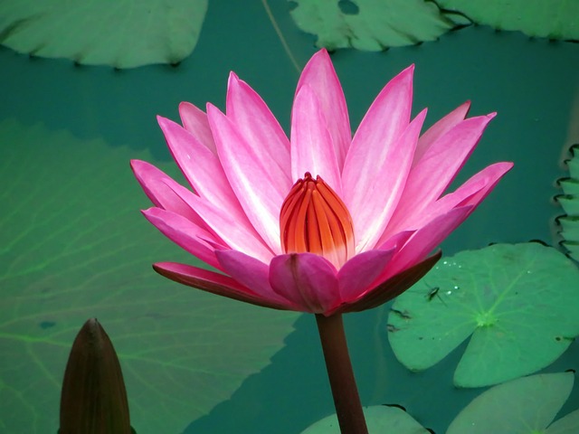 亚洲 老挝 水百合 - 上的免费照片