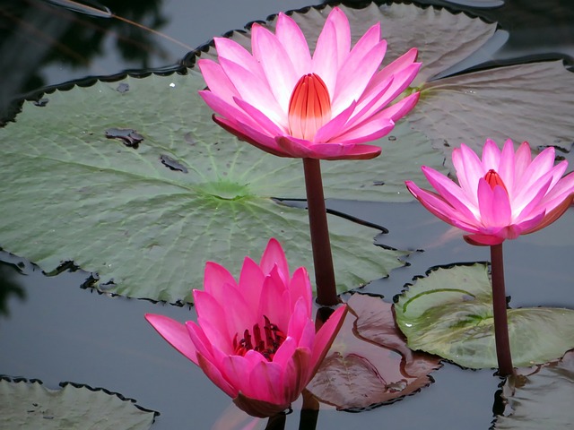 亚洲 老挝 水百合 - 上的免费照片