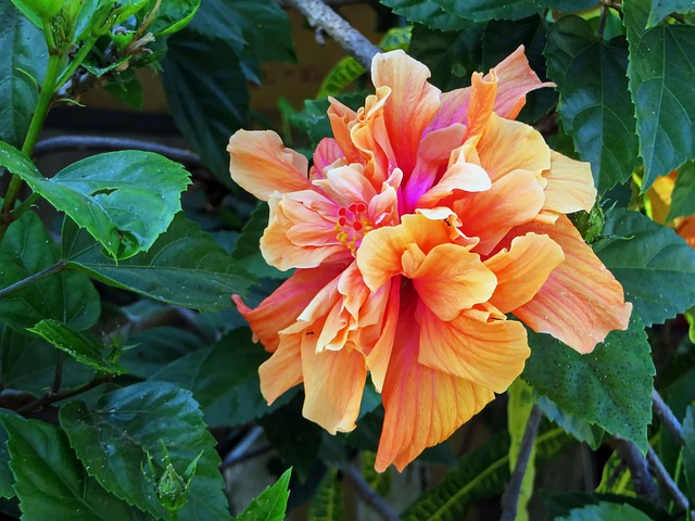 双芙蓉 芙蓉花 橙花 - 上的免费照片