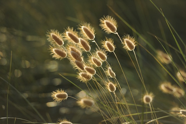 草 自然 种子 - 上的免费照片