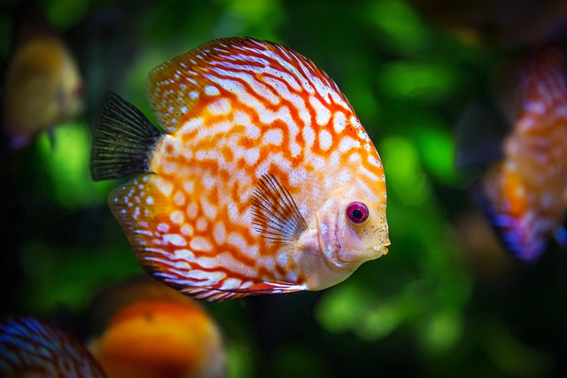 铁饼鱼 鱼 水族馆 - 上的免费照片