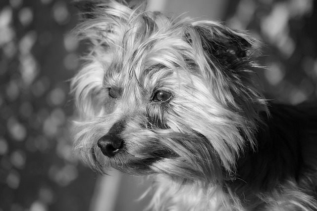 狗 动物 犬齿 - 上的免费照片