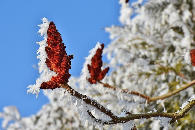 树 开花 冬天 - 上的免费照片