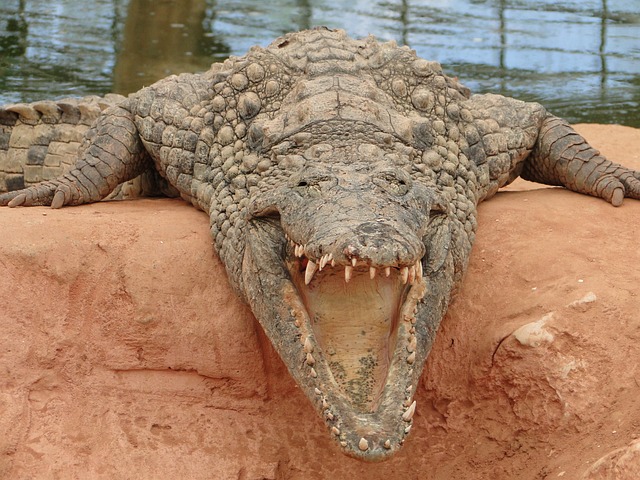 凯门鳄 鳄鱼 捕食者 - 上的免费照片
