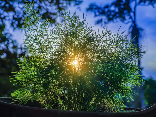 日落 太阳光线 阳光 - 上的免费照片