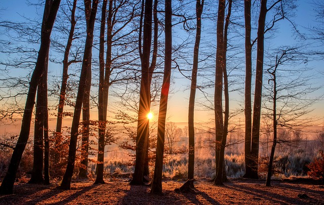 森林 日落 树木 - 上的免费照片