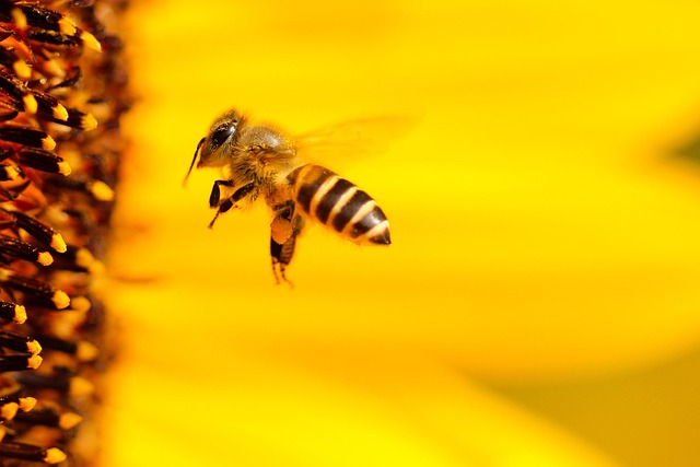 昆虫 蜜蜂 向日葵 - 上的免费照片