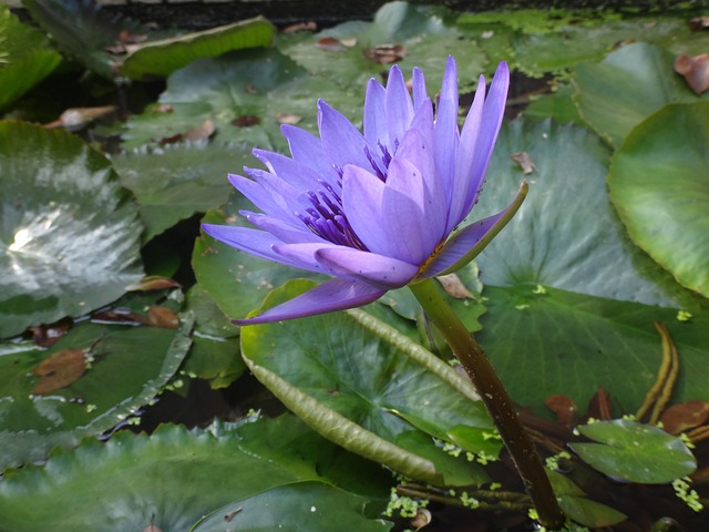 睡蓮 蓮花 紫色 - 上的免费照片