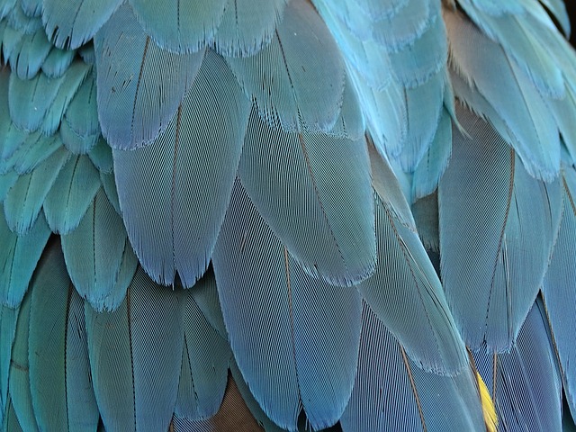 羽毛 蓝色的 鹦鹉 - 上的免费照片
