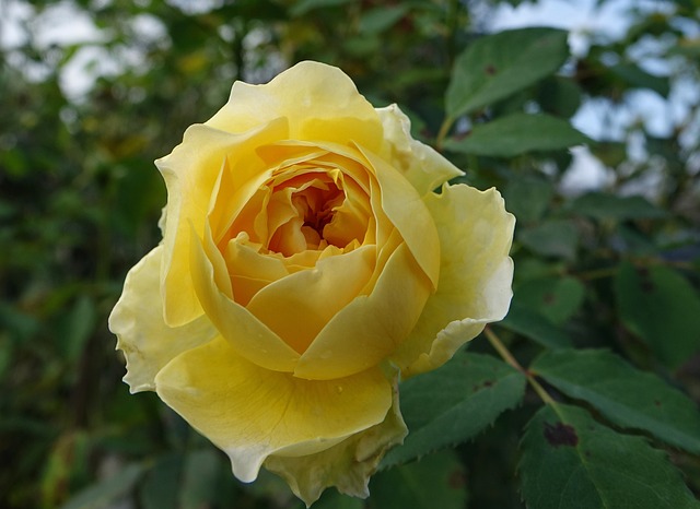 薔薇 玫瑰 - 上的免费照片