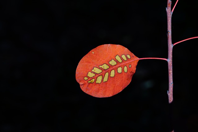 叶子 假发刷 秋叶 - 上的免费照片