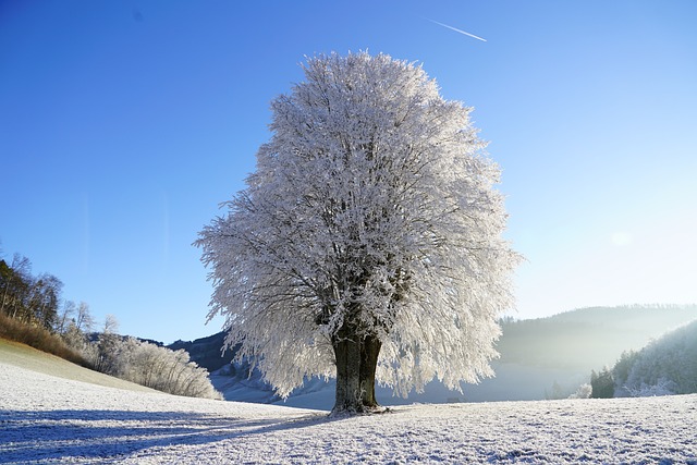 树 冬季景观 霜 - 上的免费照片