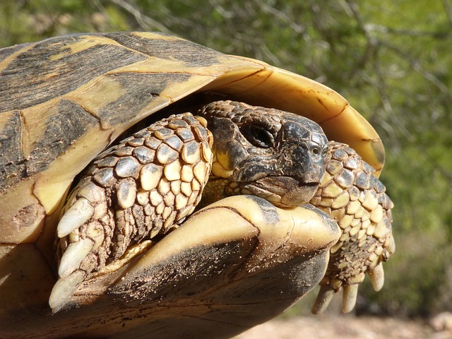 地中海陆龟 龟 受保护的物种 Montsant - 上的免费照片