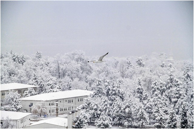 雪 冬天 鸟 - 上的免费照片