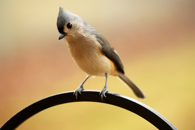 Tufted Titmouse 凤头 鸟 - 上的免费照片
