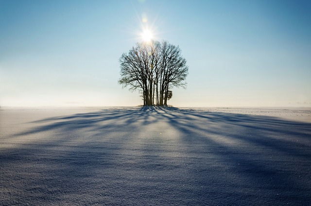 冬天 树木 雪 - 上的免费照片