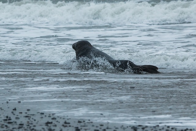 灰色印章 海豹 Halichoerus Grypus - 上的免费照片