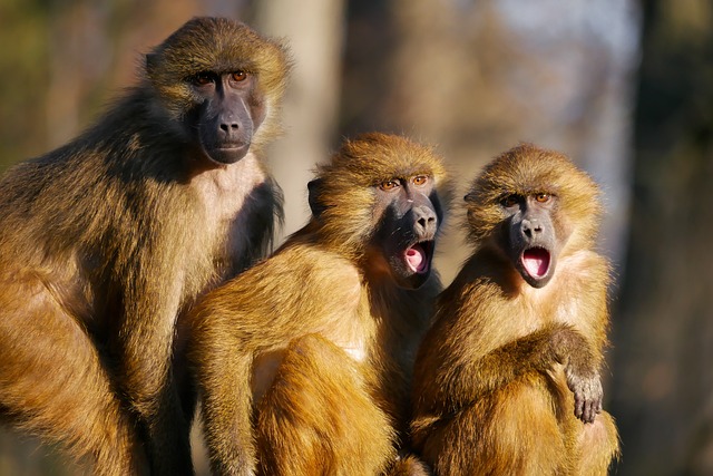 动物 猴子 狒狒 - 上的免费照片